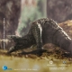 King Kong - Figurine Exquisite Basic Skull Island Skullcrawler 15 cm