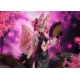 Fate - /Grand Order - Statuette Tamamo Vitch Koyanskaya 27 cm