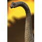 Jurassic Park - Jurassic World Icons statuette Brachiosaurus 19 cm