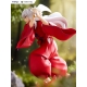 Inuyasha - Statuette Tenitol Inuyasha 18 cm