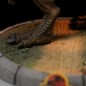 Jurassic Park - Figurine Mini Co. PVC T-Rex Illusion 15 cm