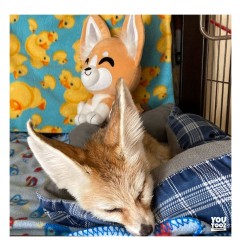 Youtooz Original - Peluche Fennec Fox 22 cm
