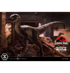 Jurassic Park - Statuette Prime Collectibles 1/10 Velociraptor Open Mouth 19 cm