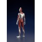 Ultraman - Figurine Plastic Model Kit  (Shin ) 18 cm