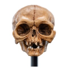 Le Seigneur des Anneaux - Statuette Skull of Gollum 13 cm