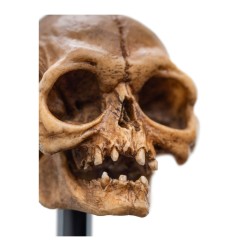Le Seigneur des Anneaux - Statuette Skull of Gollum 13 cm