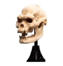 Le Seigneur des Anneaux - Statuette Skull of Lurtz 14 cm