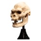 Le Seigneur des Anneaux - Statuette Skull of Lurtz 14 cm