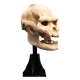 Le Seigneur des Anneaux - Statuette Skull of Lurtz 14 cm