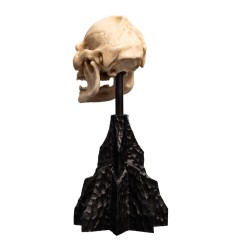 Le Seigneur des Anneaux - Statuette Skull of Lurtz 14 cm