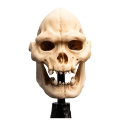 Le Seigneur des Anneaux - Statuette Skull of Lurtz 14 cm