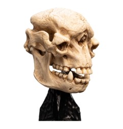 Le Seigneur des Anneaux - Statuette Skull of a Cave Troll 21 cm