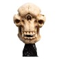 Le Seigneur des Anneaux - Statuette Skull of a Cave Troll 21 cm