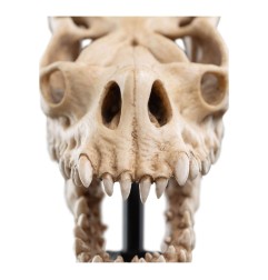 Le Seigneur des Anneaux - Statuette Skull of a Fell Beast 21 cm