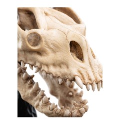 Le Seigneur des Anneaux - Statuette Skull of a Fell Beast 21 cm