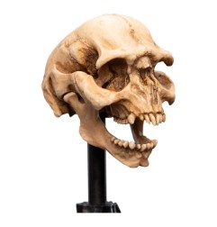 Le Seigneur des Anneaux - Statuette Skull of a Moria Orc 13 cm