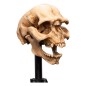 Le Seigneur des Anneaux - Statuette Skull of a Moria Orc 13 cm