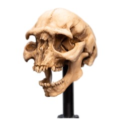 Le Seigneur des Anneaux - Statuette Skull of a Moria Orc 13 cm