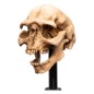 Le Seigneur des Anneaux - Statuette Skull of a Moria Orc 13 cm