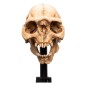 Le Seigneur des Anneaux - Statuette Skull of a Moria Orc 13 cm