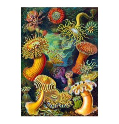 Ernst Haeckel - Puzzle Imagination Sea Anemones/Stworzenia morskie (1000 pièces)