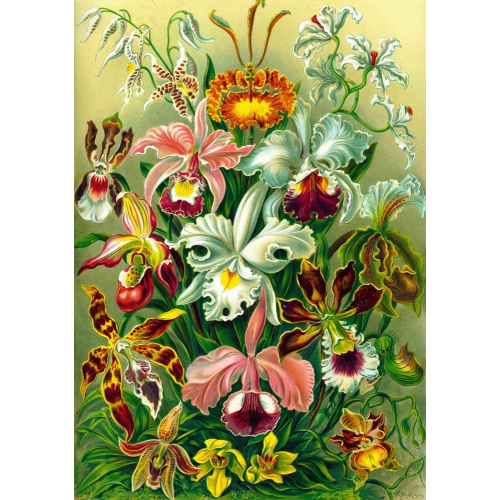 Ernst Haeckel - Puzzle Orchid (1000 pièces)