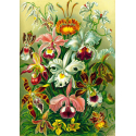 Ernst Haeckel - Puzzle Orchid (1000 pièces)
