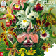 Ernst Haeckel - Puzzle Orchid (1000 pièces)