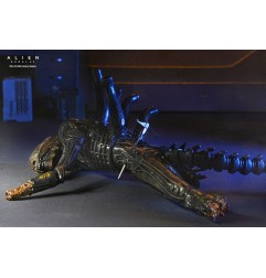 Alien: Romulus - Figurine Deluxe Suspended Lab Xenomorph XX121 18 cm
