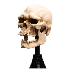 Lord of the Rings - Mini Statue Skull of a Mordor Orc 14 cm