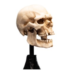 Lord of the Rings - Mini Statue Skull of a Mordor Orc 14 cm