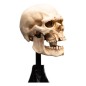 Lord of the Rings - Mini Statue Skull of a Mordor Orc 14 cm
