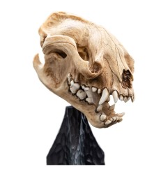 Le Seigneur des Anneaux - Statuette Skull of a Warg 20 cm