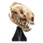 Lord of the Rings - Mini Statue Skull of a Warg 20 cm