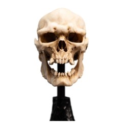 Le Seigneur des Anneaux - Statuette Skull of a Mordor Orc 14 cm