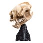 Le Seigneur des Anneaux - Statuette Skull of a Warg 20 cm Le Seigneur des Anneaux - Statuette Skull of a Warg 20 cm