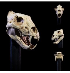 Mythic Legions : All Stars 6 - Pack accessoires pour figurines Undead Heads Pack