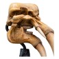 Le Seigneur des Anneaux - Statuette Skull of a Mumak 15 cm