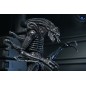 Aliens Ultimate - Figurine Warrior (1986) Xenomorph Black (40th Anniversary) 23 cm Aliens Ultimate - Figurine Warrior (1986) Xenomorph Black (40th Anniversary) 23 cm