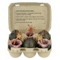 Aliens - Pack de 6 accessoires Carton of Alien Eggs (40th Anniversary) Aliens - Pack de 6 accessoires Carton of Alien Eggs (40th Anniversary)