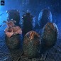 Aliens - Pack de 6 accessoires Carton of Alien Eggs (40th Anniversary) Aliens - Pack de 6 accessoires Carton of Alien Eggs (40th Anniversary)